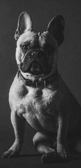 [2436x1125]法国斗牛犬 狗 宠物 可爱 汪星人 黑色 苹果手机壁纸图片