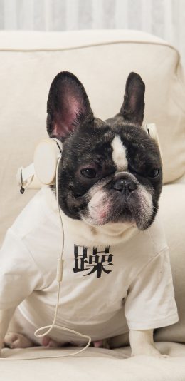 [2436x1125]法国斗牛犬 狗 汪星人 可爱 宠物 苹果手机壁纸图片