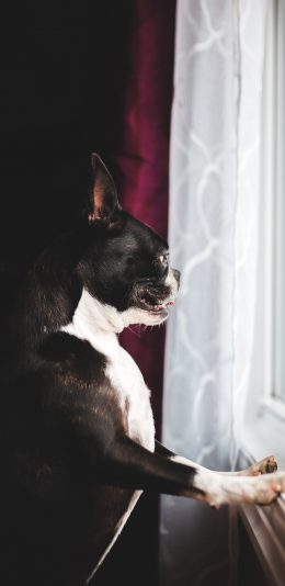 [2436x1125]法国斗牛犬 狗 汪星人 宠物 苹果手机壁纸图片