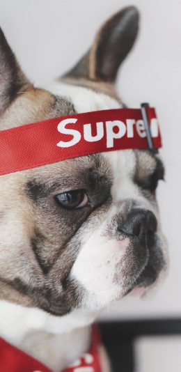 [2436x1125]法国斗牛犬 狗 汪星人 宠物 supreme 潮牌 苹果手机壁纸图片