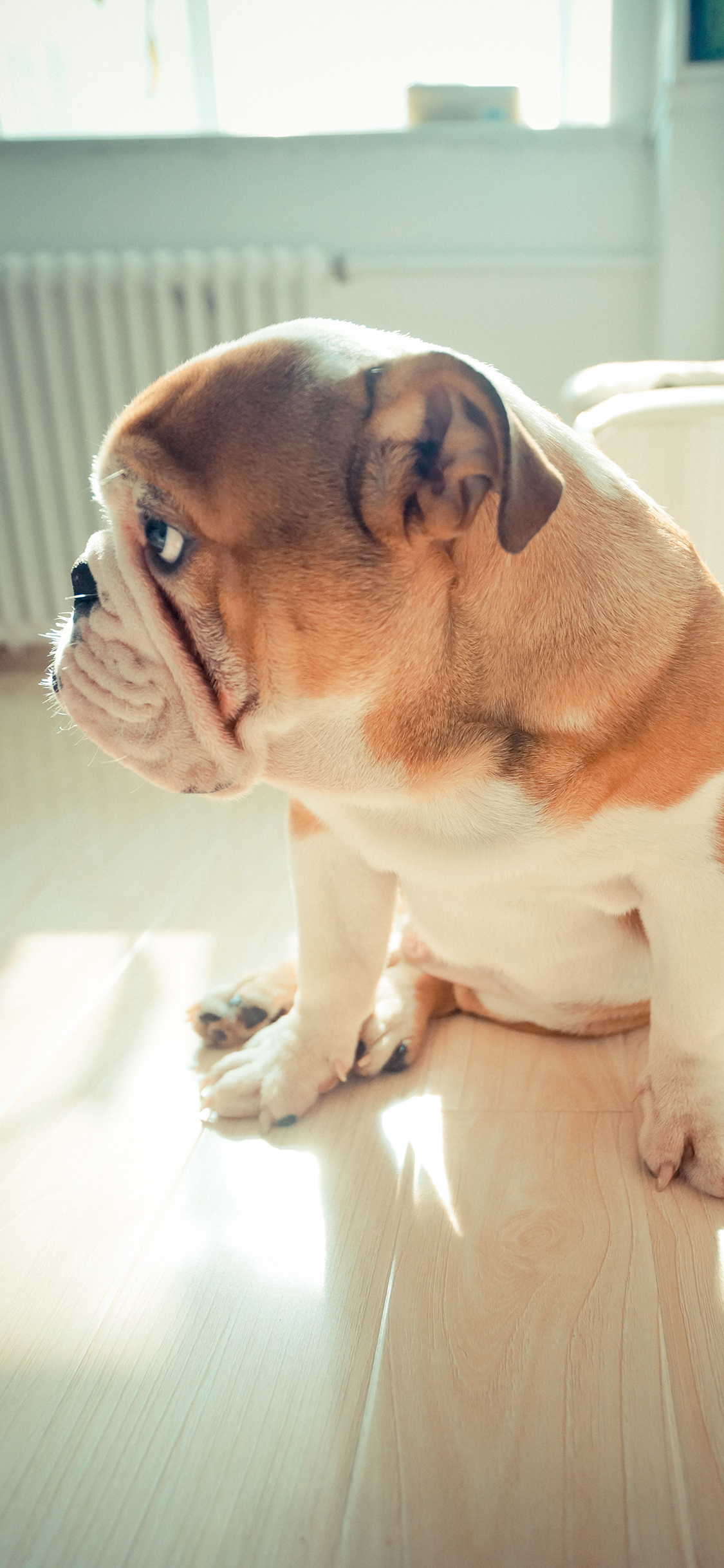 [2436×1125]法国斗牛犬 狗 汪星人 宠物 可爱 苹果手机壁纸图片