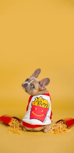 [2436x1125]法国斗牛犬 狗 汪星人 宠物 可爱 黄色 薯条 苹果手机壁纸图片