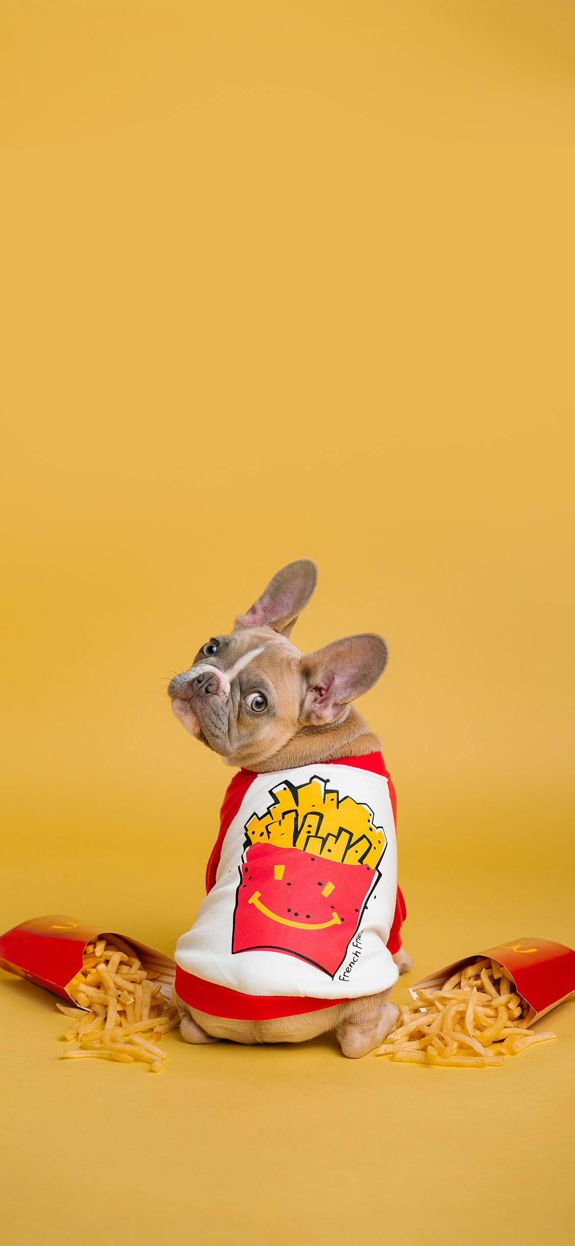 [2436×1125]法国斗牛犬 狗 汪星人 宠物 可爱 黄色 薯条 苹果手机壁纸图片