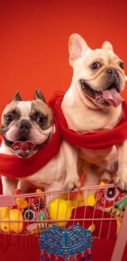 [2436x1125]法国斗牛犬 狗 汪星人 宠物 围巾 红色 苹果手机壁纸图片