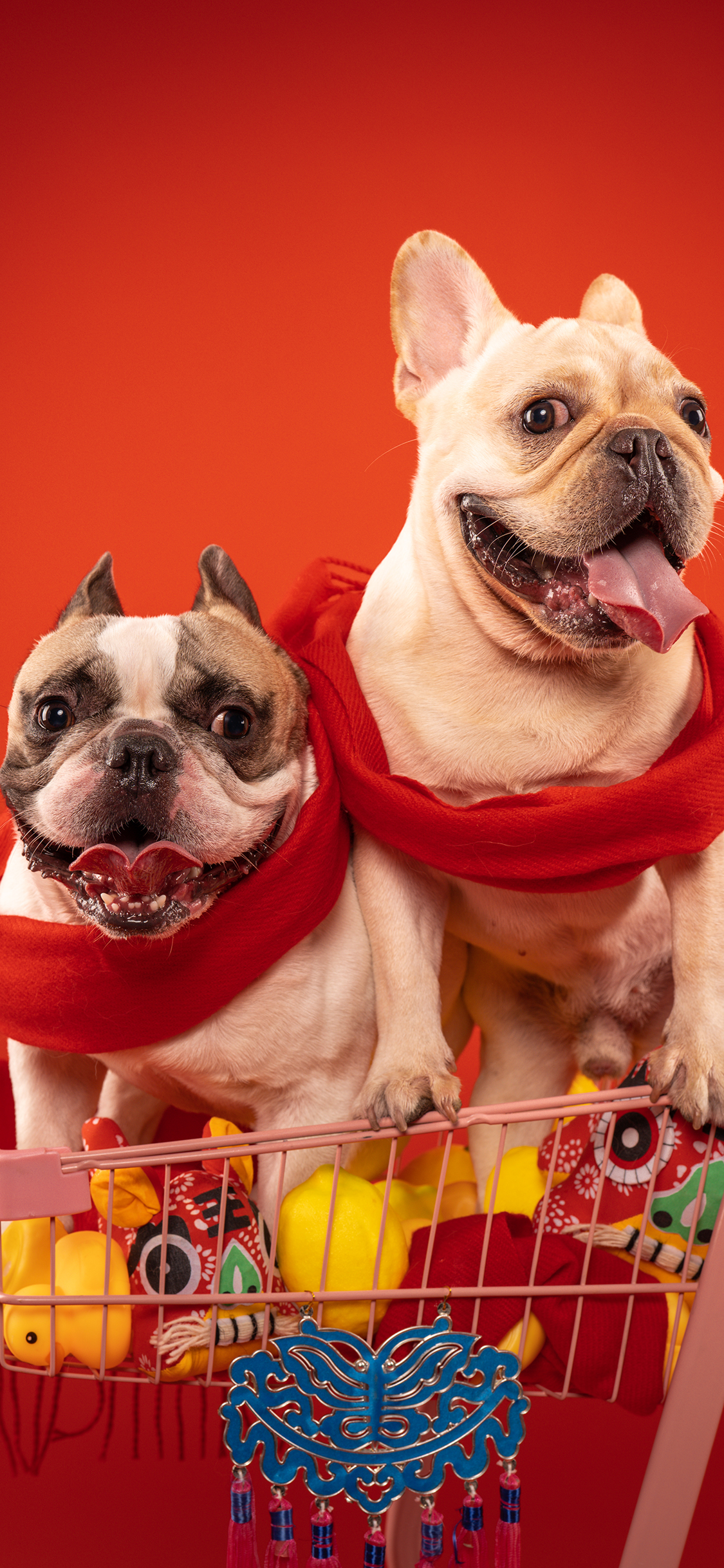 [2436×1125]法国斗牛犬 狗 汪星人 宠物 围巾 红色 苹果手机壁纸图片