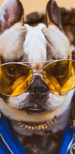 [2436x1125]法国斗牛犬 狗 汪星人 宠物 墨镜 潮服 苹果手机壁纸图片