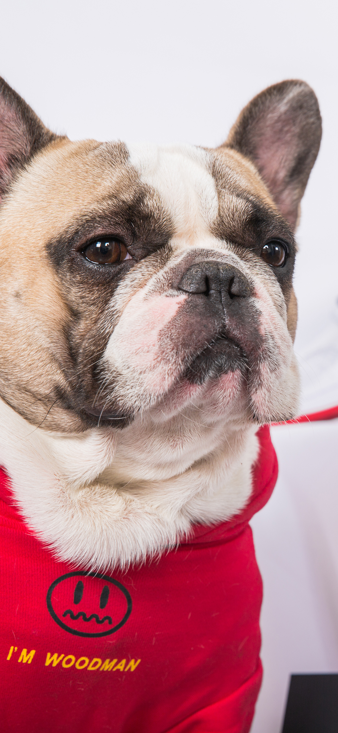 [2436×1125]法国斗牛犬 狗 汪星人 宠物 潮服 苹果手机壁纸图片