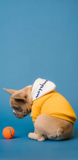 [2436x1125]法国斗牛犬 狗 汪星人 宠物 网球 苹果手机壁纸图片