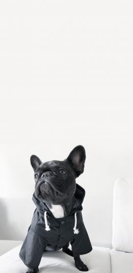 [2436x1125]法国斗牛犬 狗 汪星人 黑狗  宠物 苹果手机壁纸图片