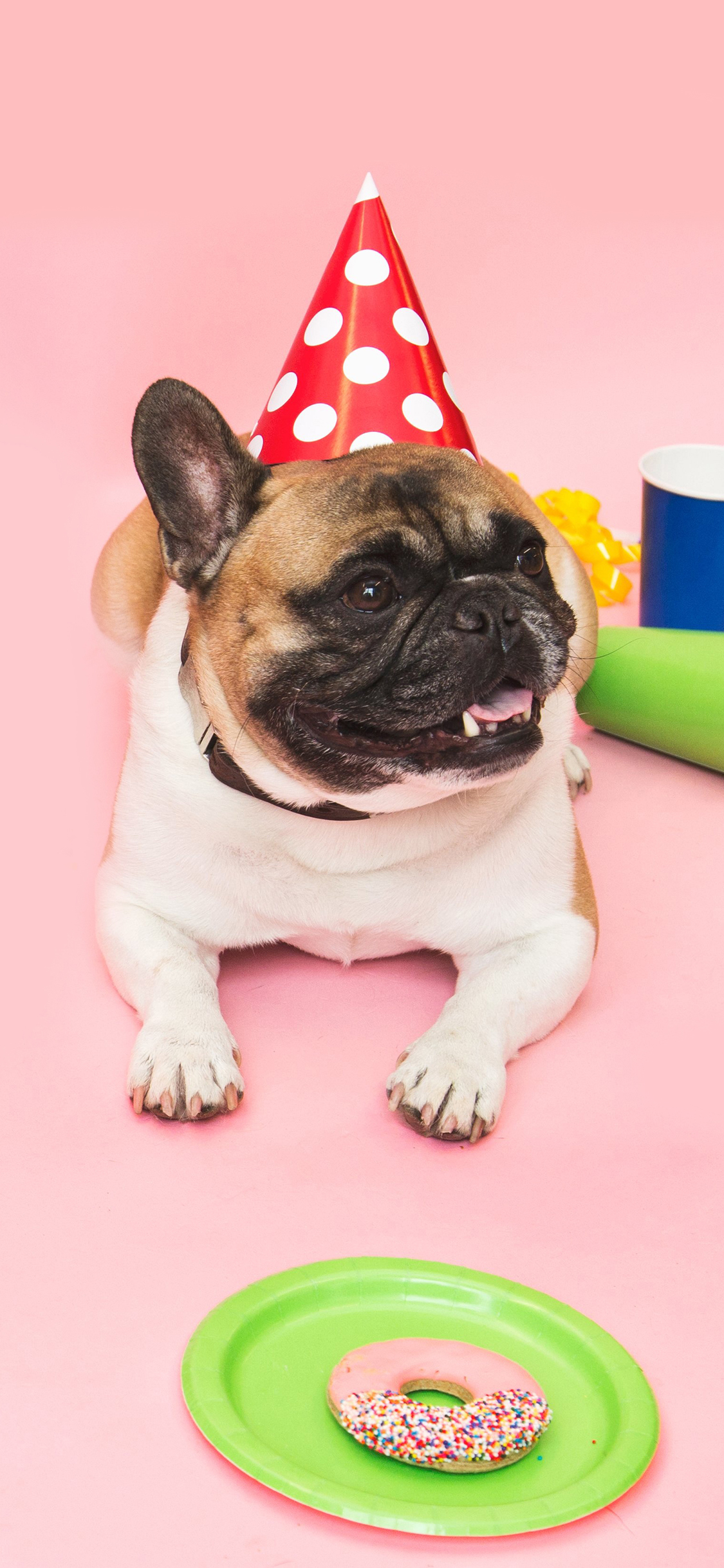 [2436×1125]法斗 可爱 粉色 汪星人 生日帽 宠物 苹果手机壁纸图片