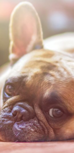 [2436x1125]法斗 委屈巴巴 萌宠 汪星人 可爱 苹果手机壁纸图片