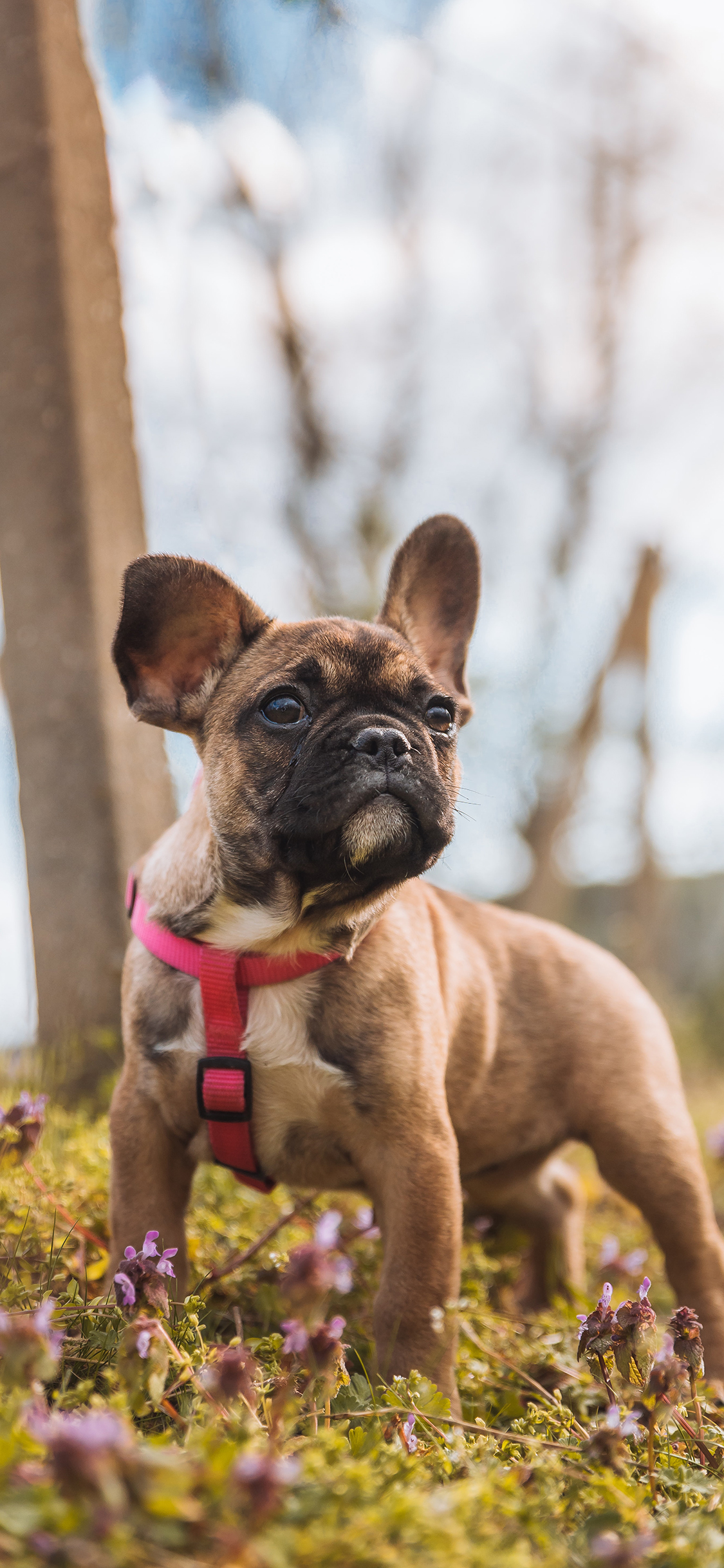 [2436×1125]法斗 宠物 可爱 帅气 草地 苹果手机壁纸图片