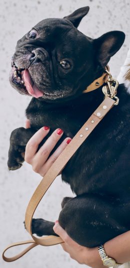 [2436x1125]法斗 宠物 牵引绳 狗 斗牛 苹果手机壁纸图片