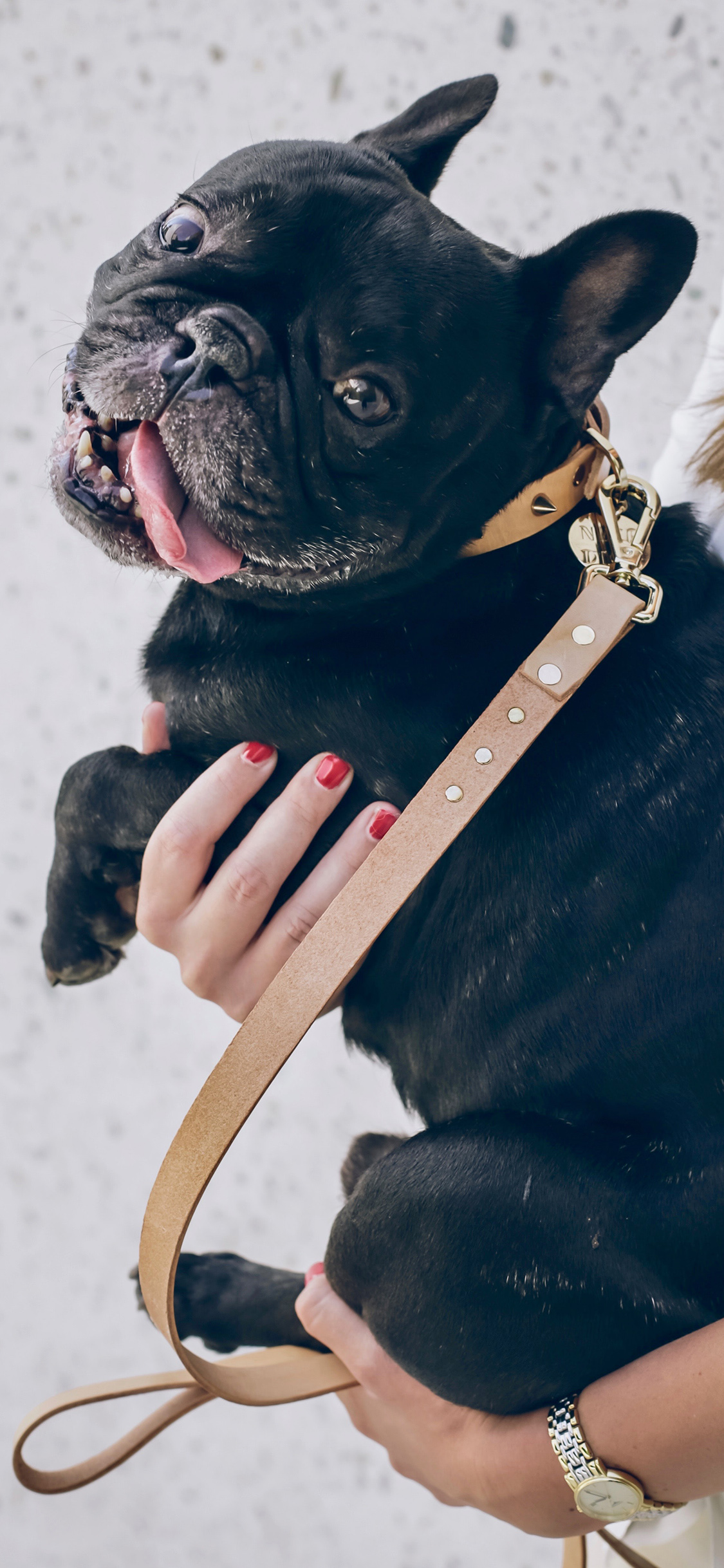 [2436×1125]法斗 宠物 牵引绳 狗 斗牛 苹果手机壁纸图片