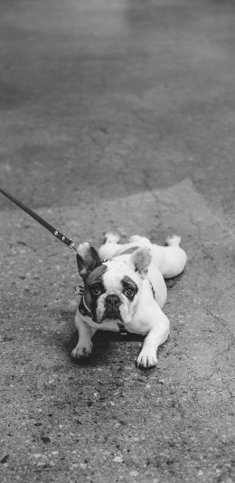[2436x1125]法斗 宠物 牵绳 地面 苹果手机壁纸图片