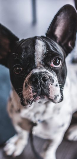 [2436x1125]法斗 宠物 犬类 狗 苹果手机壁纸图片