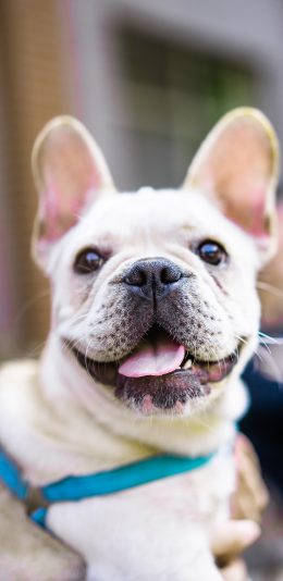 [2436x1125]法斗 宠物 狗 套绳 苹果手机壁纸图片