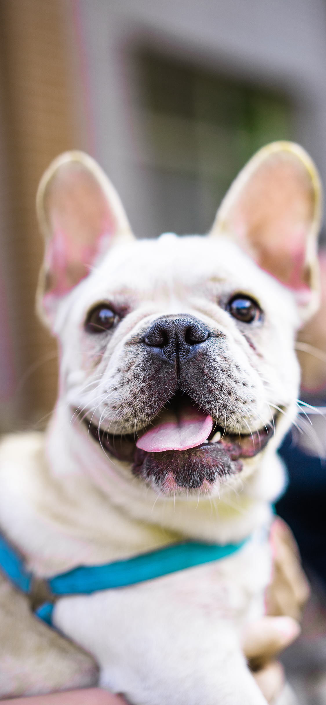 [2436×1125]法斗 宠物 狗 套绳 苹果手机壁纸图片