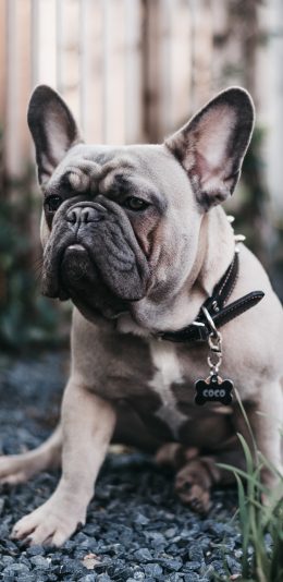 [2436x1125]法斗 宠物 狗 项圈 苹果手机壁纸图片