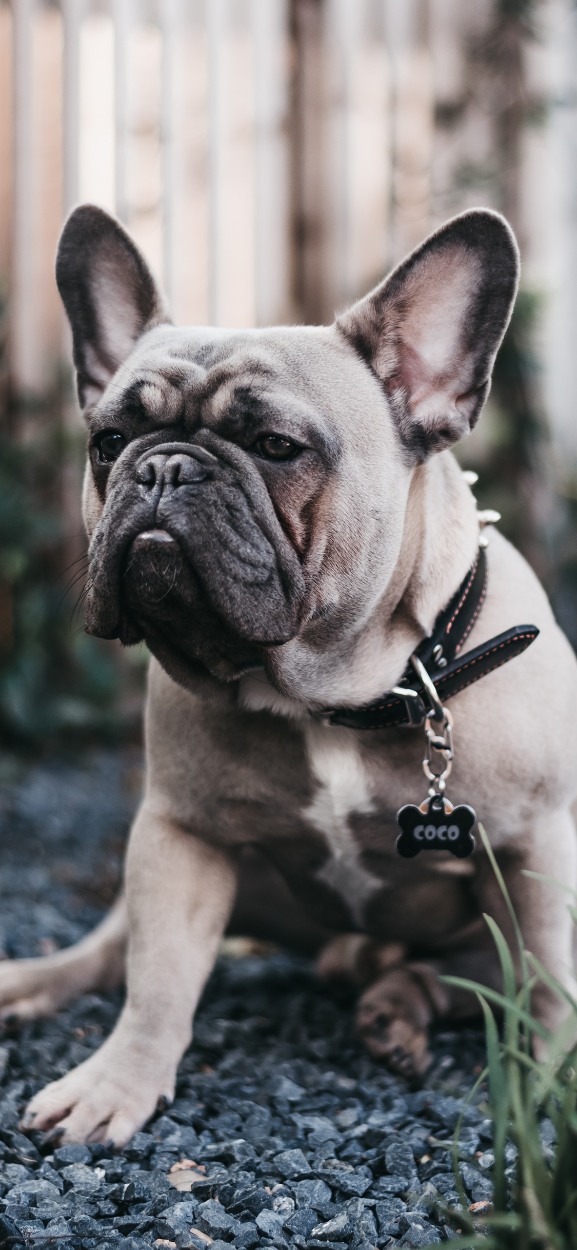 [2436×1125]法斗 宠物 狗 项圈 苹果手机壁纸图片