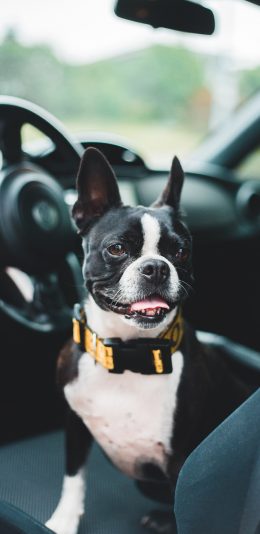 [2436x1125]法斗 宠物 轿车 车座 斗牛 苹果手机壁纸图片
