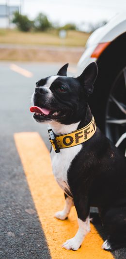 [2436x1125]法斗 宠物 项圈 汽车 道路 斗牛 苹果手机壁纸图片