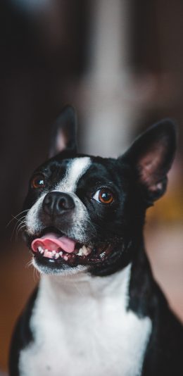 [2436x1125]法斗 宠物 饲养 狗 斗牛 苹果手机壁纸图片