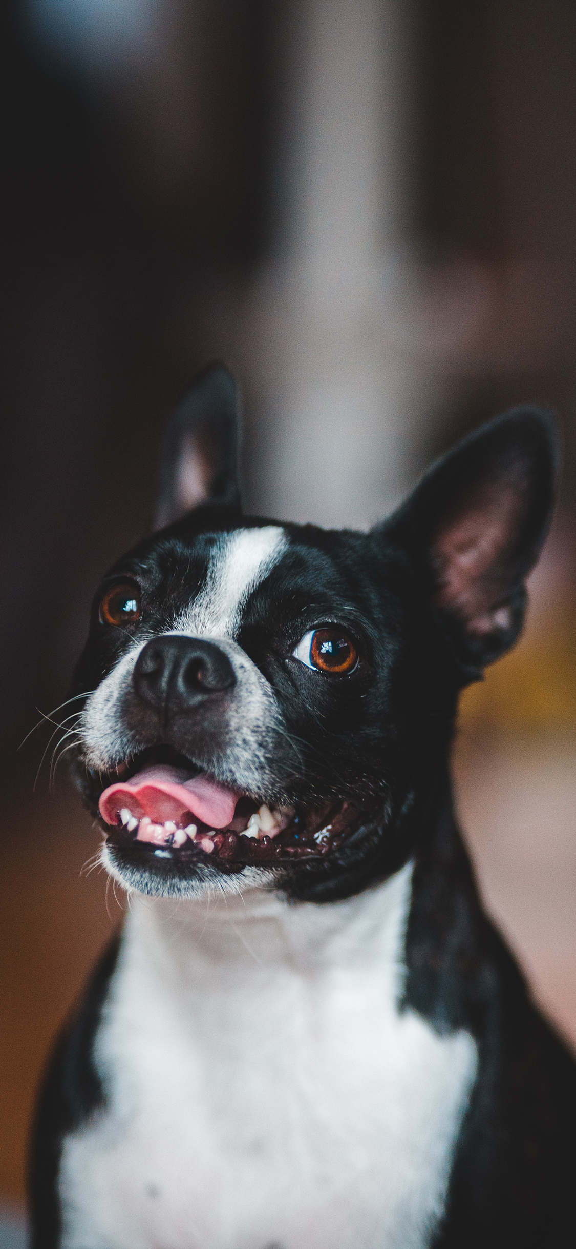[2436×1125]法斗 宠物 饲养 狗 斗牛 苹果手机壁纸图片