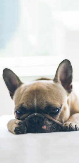 [2436x1125]法斗 宠物狗 汪星人 可爱 苹果手机壁纸图片