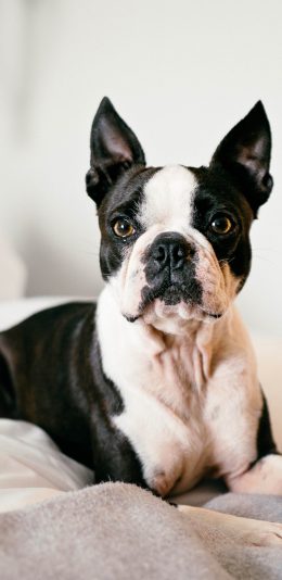 [2436x1125]法斗 小狗 宠物 竖耳 苹果手机壁纸图片