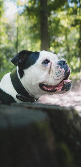 [2436x1125]法斗 斗牛 宠物 狗 苹果手机壁纸图片