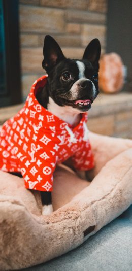 [2436x1125]法斗 斗牛 狗窝 宠物 苹果手机壁纸图片