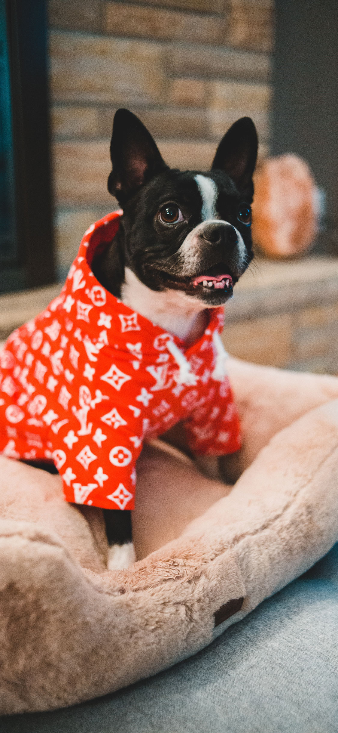 [2436×1125]法斗 斗牛 狗窝 宠物 苹果手机壁纸图片