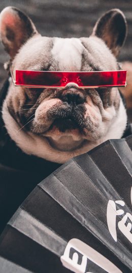 [2436x1125]法斗 斗牛犬 汪星人 狗 宠物 墨镜 扇子 潮服 苹果手机壁纸图片