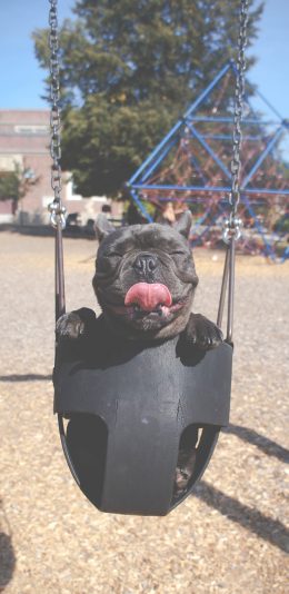 [2436x1125]法斗 斗牛犬 汪星人 萌 荡秋千 吐舌 苹果手机壁纸图片