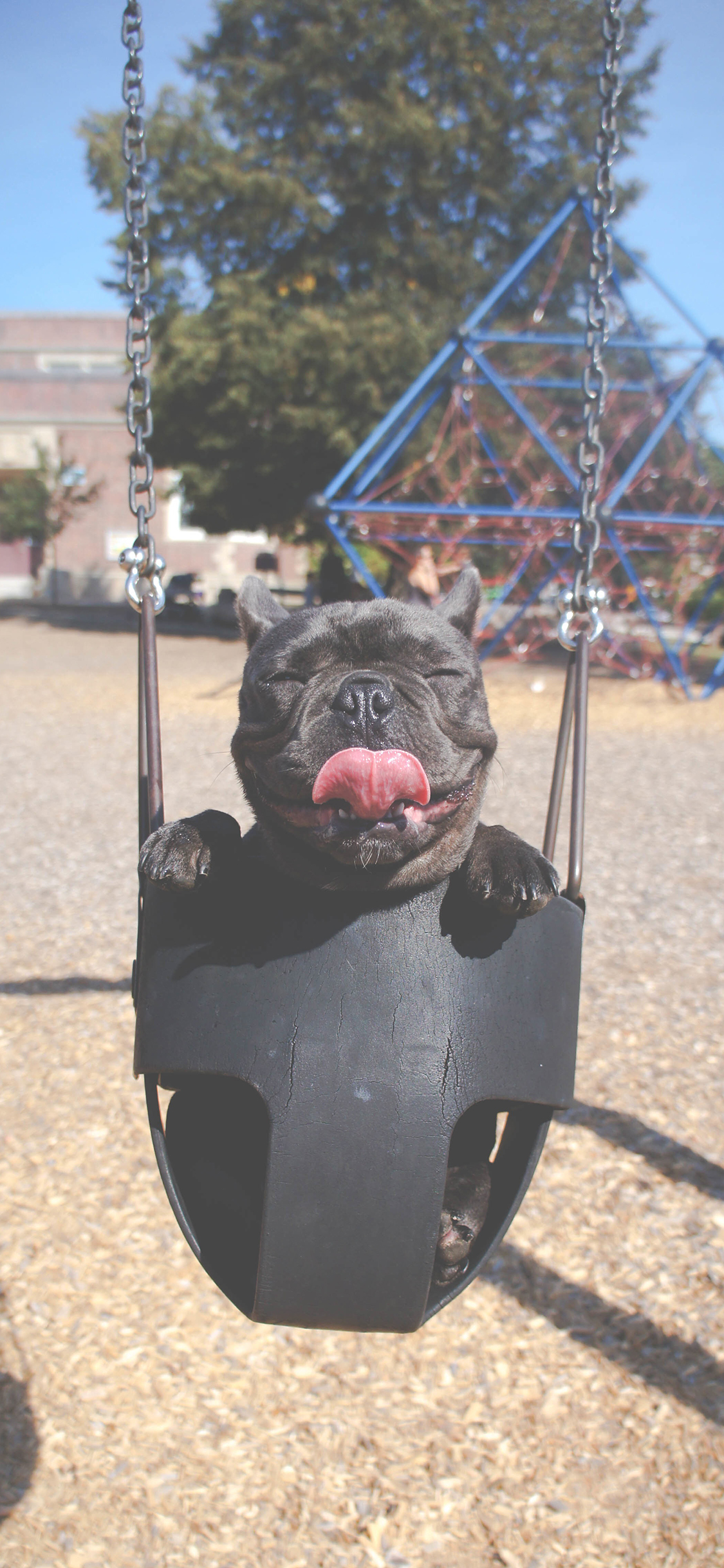 [2436×1125]法斗 斗牛犬 汪星人 萌 荡秋千 吐舌 苹果手机壁纸图片