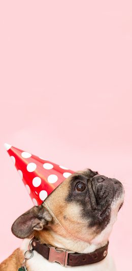 [2436x1125]法斗 斗牛犬 狗 可爱 帽子 粉色 汪星人 宠物 苹果手机壁纸图片