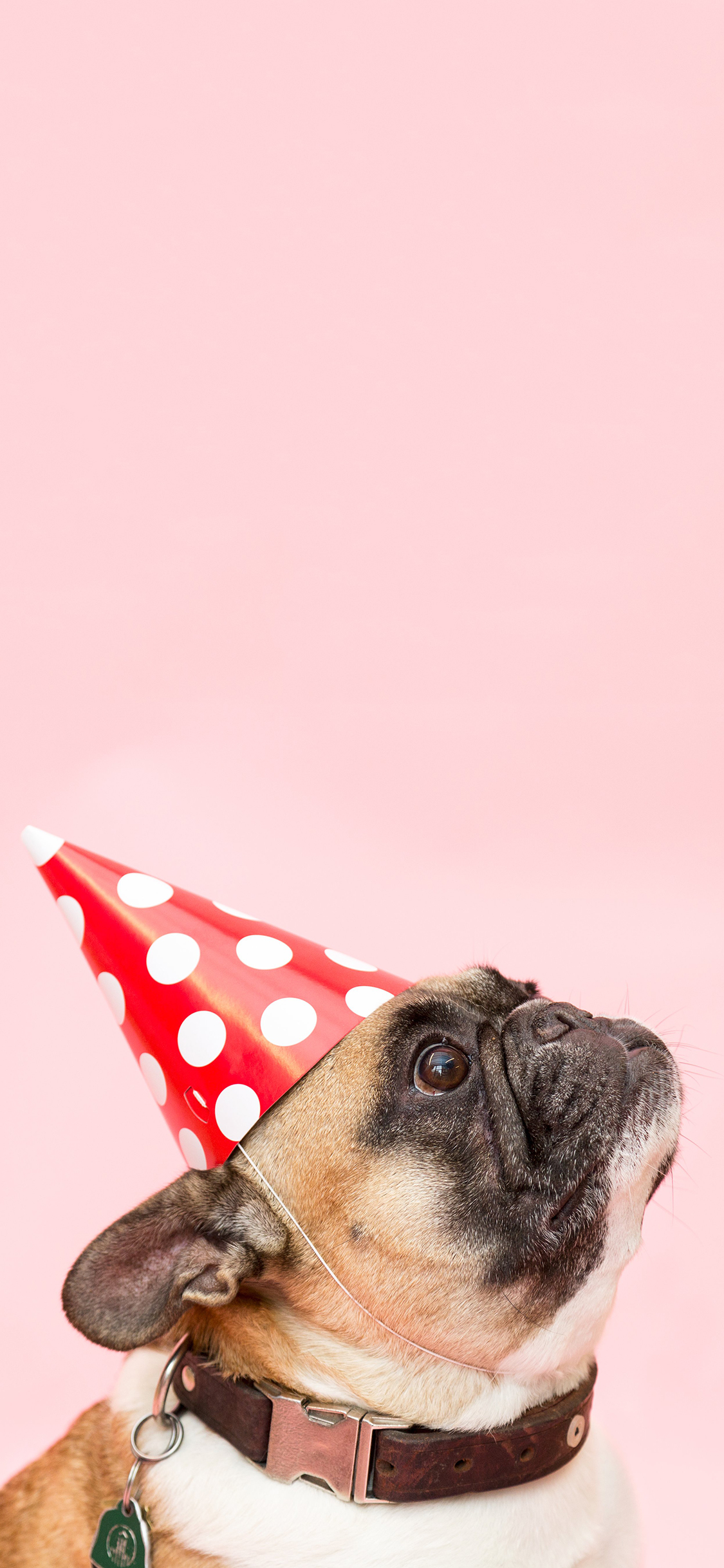 [2436×1125]法斗 斗牛犬 狗 可爱 帽子 粉色 汪星人 宠物 苹果手机壁纸图片