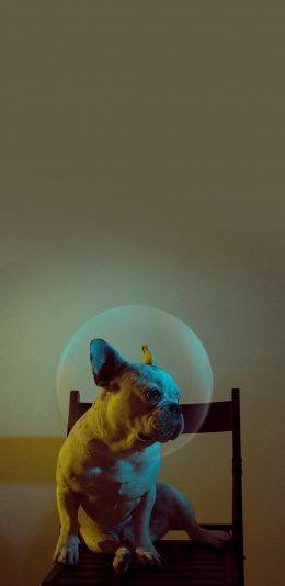 [2436x1125]法斗 斗牛犬 狗 汪星人 可爱 宠物 苹果手机壁纸图片