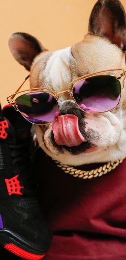 [2436x1125]法斗 斗牛犬 狗 汪星人 宠物 潮服 墨镜 鞋子 苹果手机壁纸图片