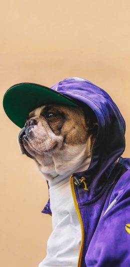 [2436x1125]法斗 斗牛犬 狗 汪星人 宠物 潮服 时尚 苹果手机壁纸图片