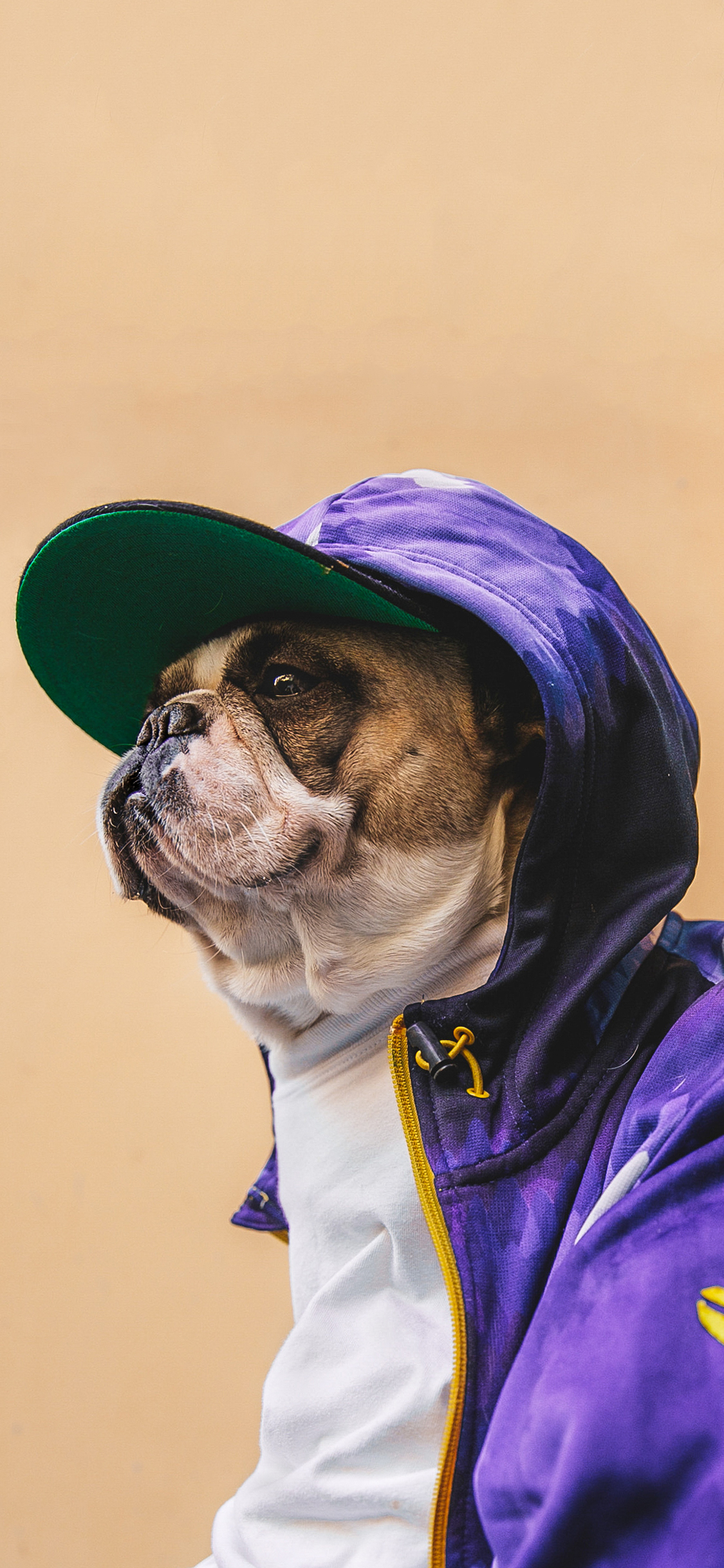 [2436×1125]法斗 斗牛犬 狗 汪星人 宠物 潮服 时尚 苹果手机壁纸图片