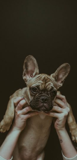 [2436x1125]法斗 汪星人 可爱 宠物 狗狗 苹果手机壁纸图片