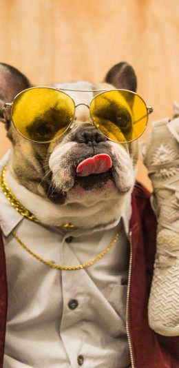 [2436x1125]法斗 汪星人 宠物 墨镜 金链 鞋子 狗 苹果手机壁纸图片
