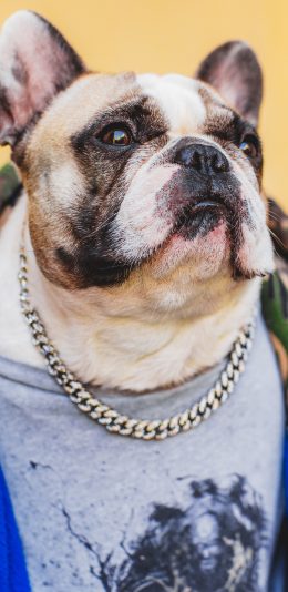 [2436x1125]法斗 汪星人 宠物 犬 狗 潮服 苹果手机壁纸图片