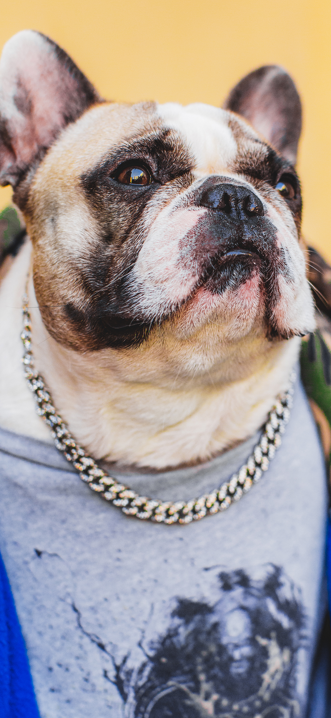 [2436×1125]法斗 汪星人 宠物 犬 狗 潮服 苹果手机壁纸图片