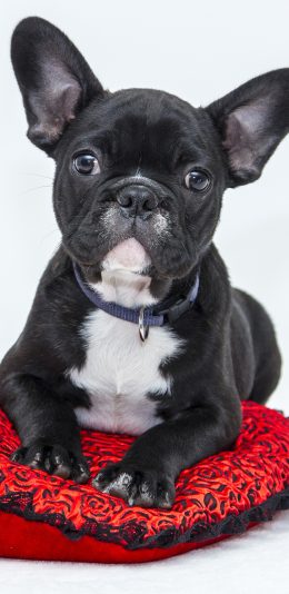 [2436x1125]法斗 法国斗牛犬 汪星人 宠物 可爱 苹果手机壁纸图片