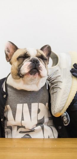 [2436x1125]法斗 犬 汪星人 宠物 椰子鞋 潮服 狗 苹果手机壁纸图片