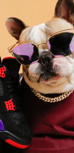 [2436x1125]法斗 犬 汪星人 宠物 潮服 金链子 墨镜 球鞋 苹果手机壁纸图片