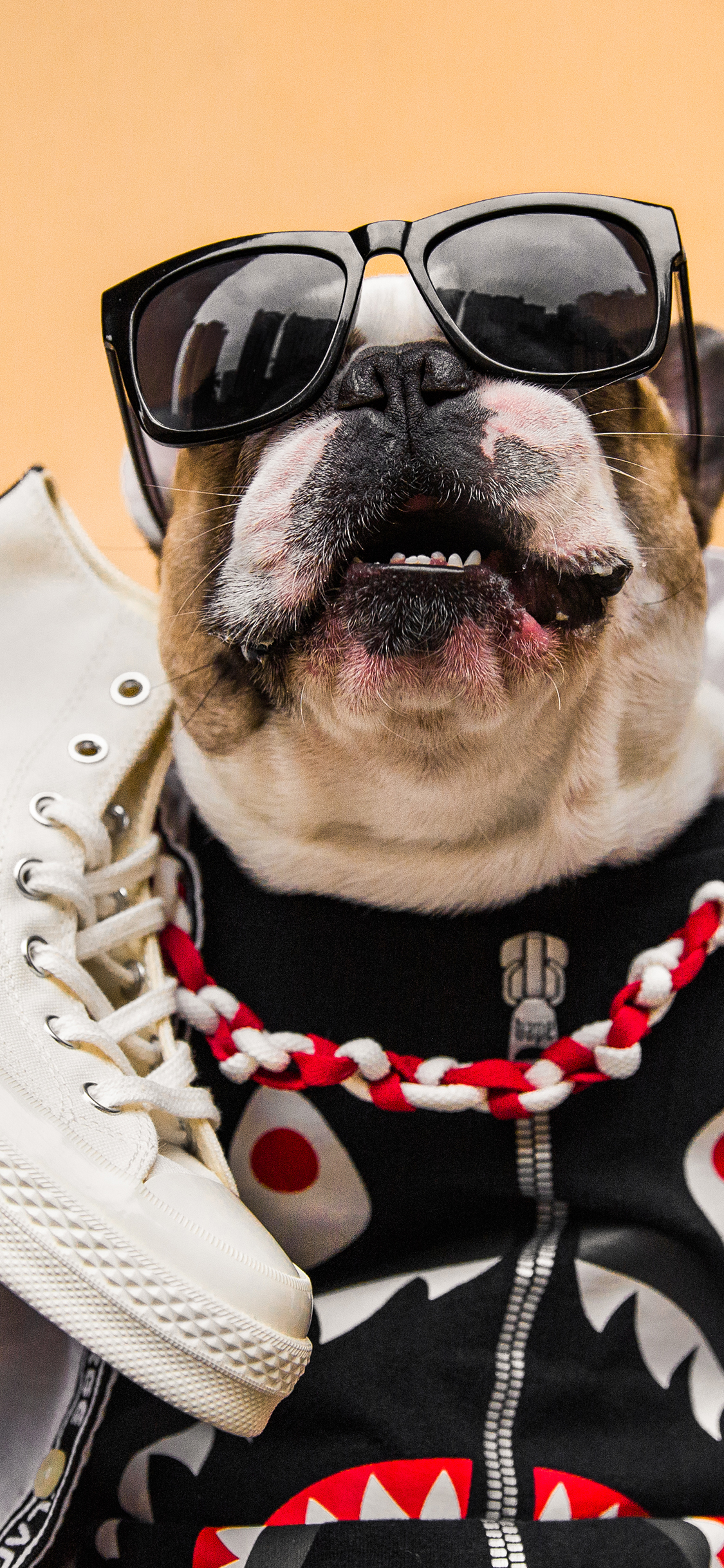 [2436×1125]法斗 狗 犬 汪星人 墨镜 潮服 帆布鞋 苹果手机壁纸图片